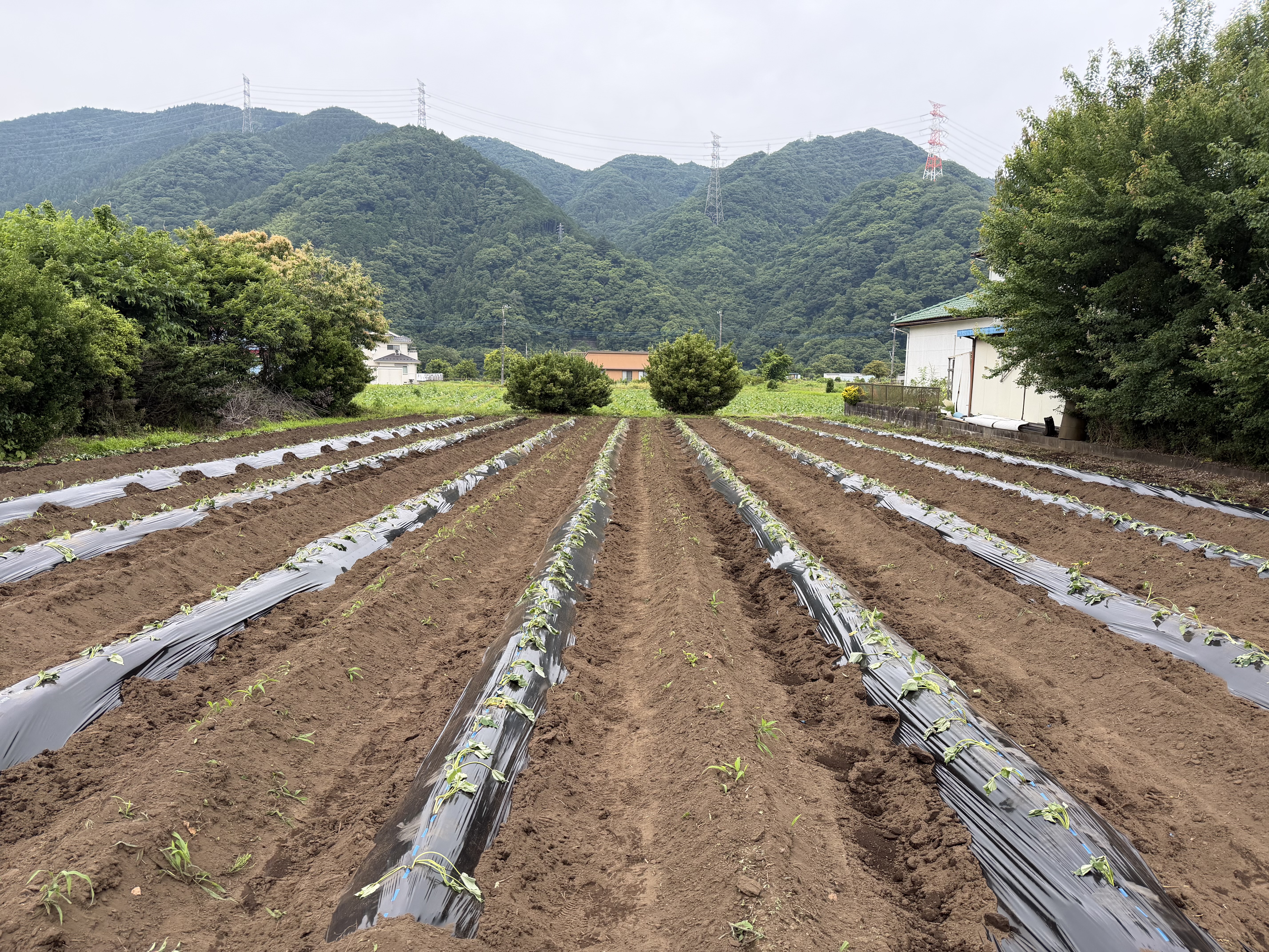 さつまいも植え付け直後の畝。高尾山の山並みを背景に畝が伸びる。